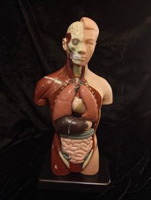 Vintage human anatomical torso model