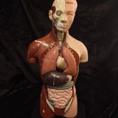 Vintage human anatomical torso model