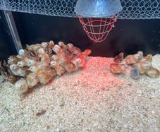 Heritage Rhode Island Red chicks