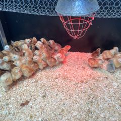 Heritage Rhode Island Red chicks