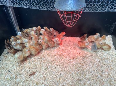 Heritage Rhode Island Red chicks