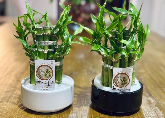 Lucky Bamboo in 10cm pot and 20cm in height