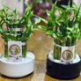 Lucky Bamboo in 10cm pot and 20cm in height Image 5