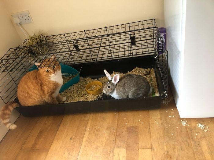 adoption