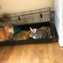 adoption Image 5