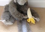 Monkey Height Measuring Wall Hanger