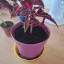 Coleus House Plants Image 5