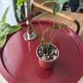 Syngonium mojito Image 2