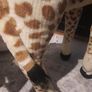 huge stuffed giraffe Image 8