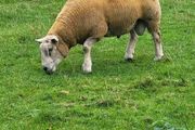Charolais  x Texel rams for sale