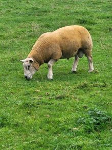 Charolais  x Texel rams for sale
