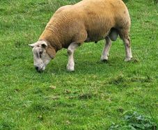 Charolais  x Texel rams for sale