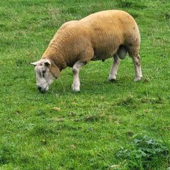 Charolais  x Texel rams for sale