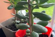 Money tree