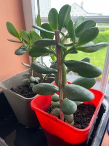 Money tree