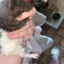 baby guinea Image 4
