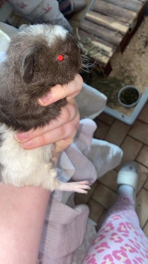 baby guinea