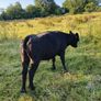 In calf heifers Image 7