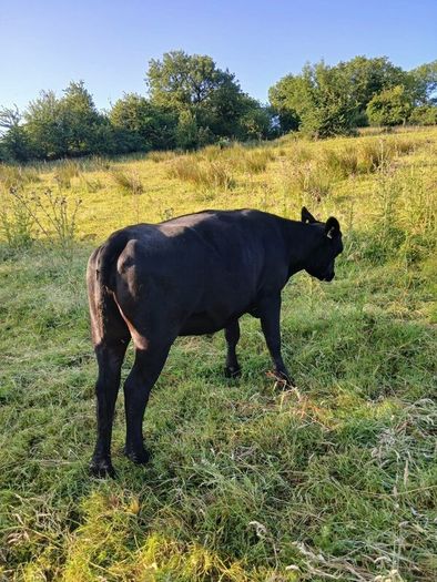 In calf heifers
