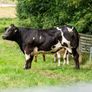 5x Maiden Heifers Image 7