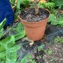 Dwarf Mulberry Tree Image 5