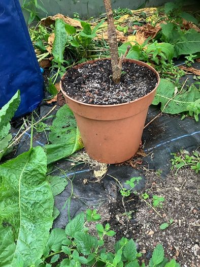 Dwarf Mulberry Tree