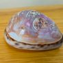 Beautiful Carved Tiger Cowrie Shell Image 2