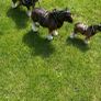 3 horse set Image 6