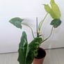 Philodendron Burley marxii Plant Image 3