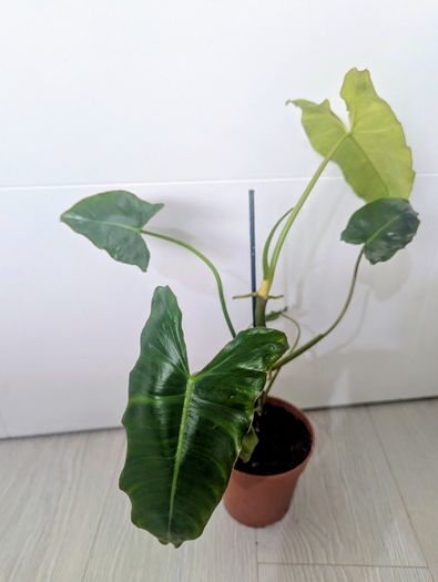 Philodendron Burley marxii Plant