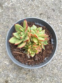 plant