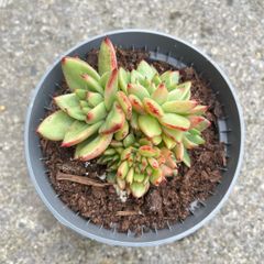 plant