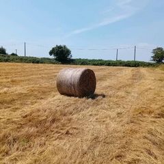Hay