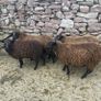Spotted Dutch x Mule Ewe Lambs Image 4