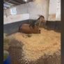 Animal Bedding delivered too You Image 5