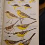 Birds Of Britain And Europe. The Hamlyn Guide. By Bertel Bruun. Illustrated By Arthur Singer. 516 Birds In Colour & 448 Maps. Paperback In FAIR CONDITION. 32.. Image 9