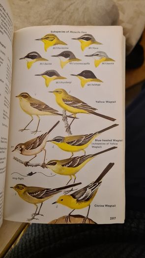 Birds Of Britain And Europe. The Hamlyn Guide. By Bertel Bruun. Illustrated By Arthur Singer. 516 Birds In Colour & 448 Maps. Paperback In FAIR CONDITION. 32..
