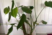 Monstera plant