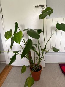 Monstera plant