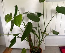 Monstera plant