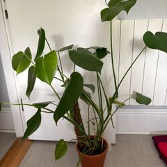 Monstera plant