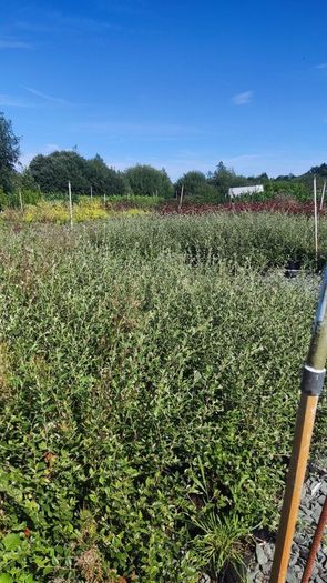 Corral Berry Hedging 3 litre pot just 5 euro