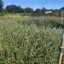 Corral Berry Hedging 3 litre pot just 5 euro Image 3