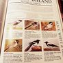 1981. The Irish Wildlife Book. Image 3