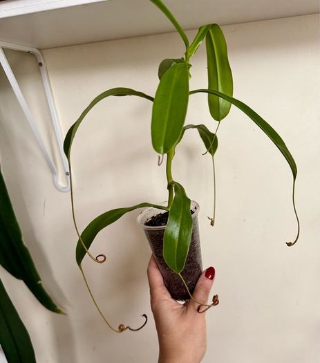Carnivorous houseplant Nepenthes pitcher plant