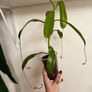 Carnivorous houseplant Nepenthes pitcher plant Image 3