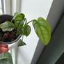 monstera siltepecana Image 3