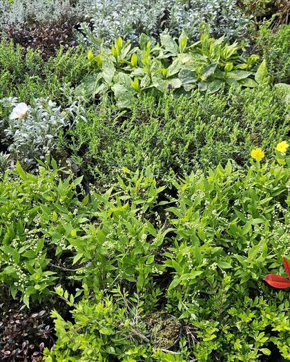 Shrubs and Garden Plants