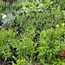 Plants and Shrubs Two euros Image 5