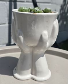 plant